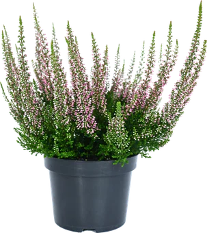 Zdjęcie produktu - Kwiat Wrzos beauty lady don 13cm szt