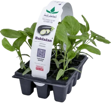 Rozsada Bakłażan 10-pak szt widok 1