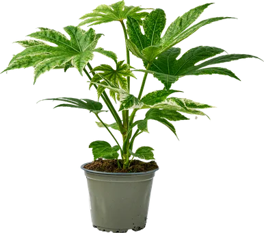 Zdjęcie produktu - Kwiat Fatsja japońska don 14cm szt