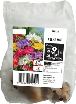 Cebula kwiatowa Frezja Pełna mix 10szt widok 1