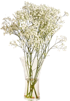 Kwiat bukiet Gipsówka 5szt widok główny 