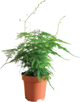 Zdjęcie produktu - Kwiat Asparagus don 12cm szt