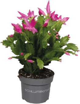 Zdjęcie produktu - Kwiat Schlumbergera don 11cm szt
