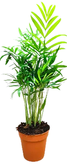 Zdjęcie produktu - Kwiat Chamaedora don 9cm szt