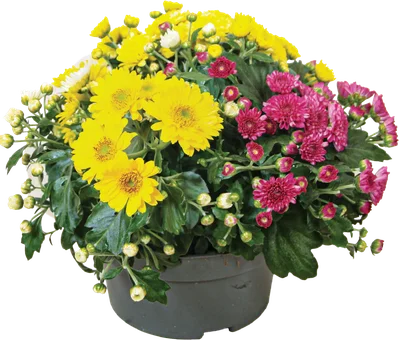 Kwiat Chryzantema don 13cm szt widok główny