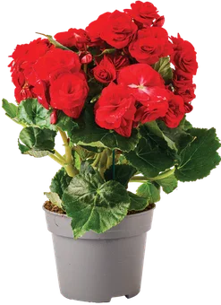 Zdjęcie produktu - Kwiat Begonia don 14cm szt.