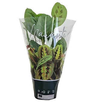 Zdjęcie produktu - Kwiat Maranta don 12cm szt