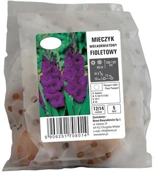 Cebula kwiatowa Mieczyk wielkokwiat fioletowy 5szt widok 1