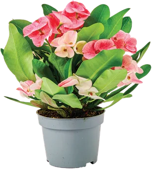 Zdjęcie produktu - Kwiat Euphorbia queen don 10,5cm szt