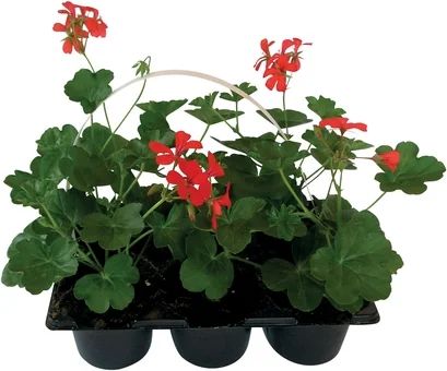 Kwiat Pelargonia 6-pak szt. widok 1