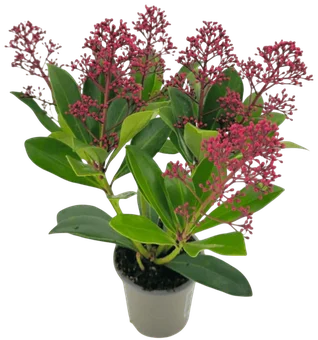 Krzew Skimmia don P9,5 szt widok główny 