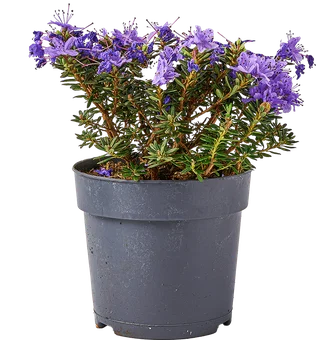 Zdjęcie produktu - Kwiat Rododendron mix don 13cm szt