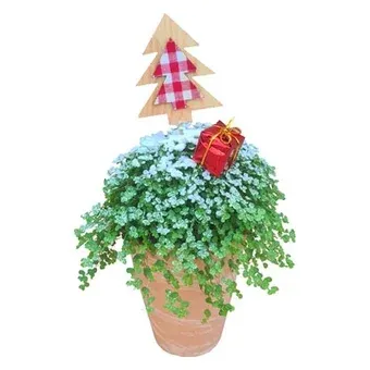 Kwiat Soleirolia w ceramice don 10cm szt. widok 1