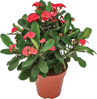 Zdjęcie produktu - Euphorbia Tiara