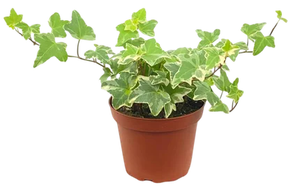 Kwiat Hedera don 12cm szt widok główny