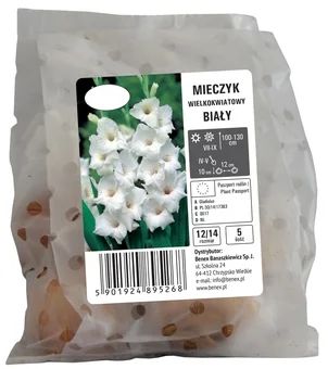 Cebula kwiatowa Mieczyk wielkokwiatowy biały 5szt widok 1