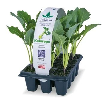 Rozsada Kalarepa 12-pak szt widok 1