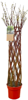 Krzew Wierzba pleciona don C5 szt widok 1