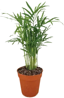 Kwiat Chamaedora don 9cm szt widok główny 