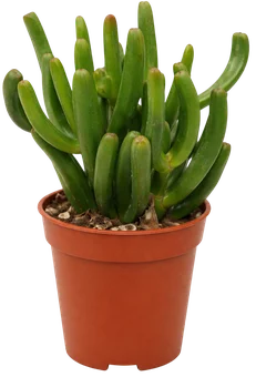 Kwiat Kaktus/sukulent don 5,5cm szt widok główny 