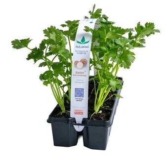 Rozsada Seler korzeniowy 10-pak szt widok 1