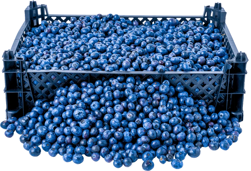 Zdjęcie produktu - Borówka amerykańska