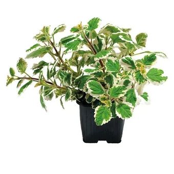 Kwiat Komarzyca don 11cm szt. widok główny