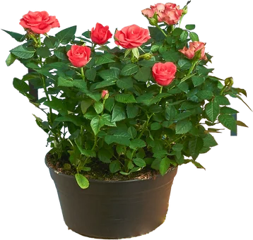 Kwiat Róża don 20cm szt widok główny 