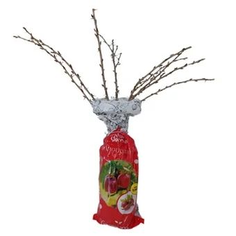 Krzew owocowy Agrest czerwony balot szt widok 1