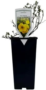 Krzew Pięciornik don C2 szt widok 1