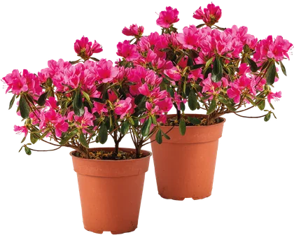 Kwiat Azalia don 12cm szt. widok 1