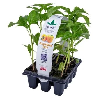 Rozsada Papryka żółta 12-pak szt widok 1