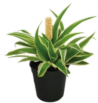 Kwiat Rośliny zielone don 5,5cm szt widok główny 