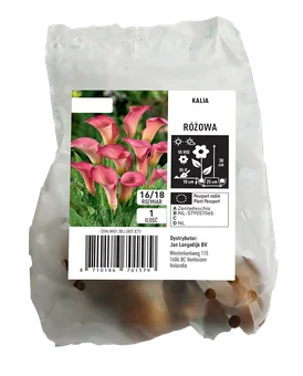 Cebula kwiatowa Kalia różowa szt widok 1
