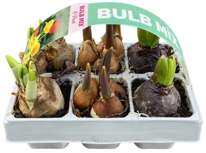 Kwiat Cebule 6-pak szt. widok 1