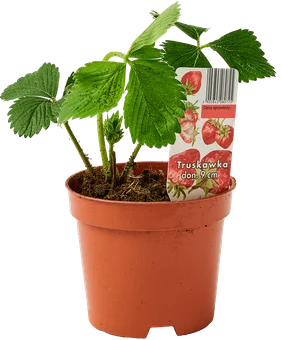 Zdjęcie produktu - Sadzonka Truskawka don P9 szt