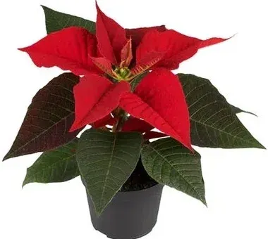 Kwiat Gwiazda Betlejemska don 9cm szt widok 1