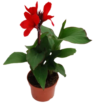Zdjęcie produktu - Kwiat Kanna don 12cm szt