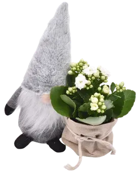 Kwiat Kalanchoe ze skrzatem don 8cm szt widok 1