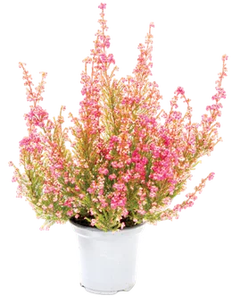 Kwiat Wrzosiec Gracilis don 11cm szt. widok główny