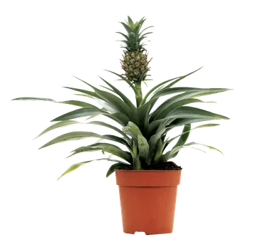 Kwiat Ananas don 12cm szt widok główny