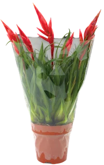 Zdjęcie produktu - Kwiat Vriesea multiflora don 12cm szt