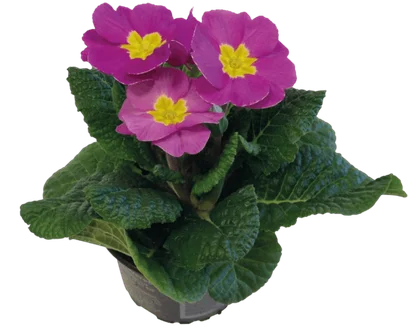 Kwiat Prymula acaulis don 10,5cm szt widok główny 