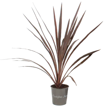 Zdjęcie produktu - Kwiat Trawa Cordyline don 12cm szt