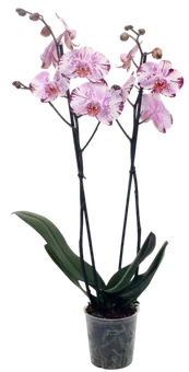 Kwiat Storczyk 2-pędowy don 12cm szt widok główny 