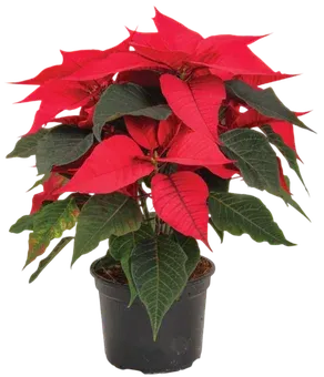 Kwiat Gwiazda betlejemska don 13cm szt widok główny