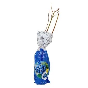 Krzew owocowy Borówka amerykańska Bluegold XXL szt widok 1