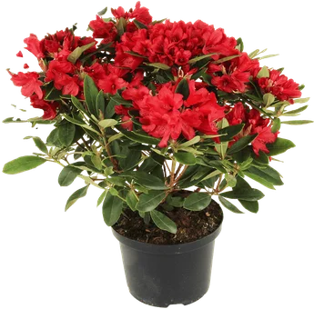 Krzew Rododendron don 23cm szt. widok główny