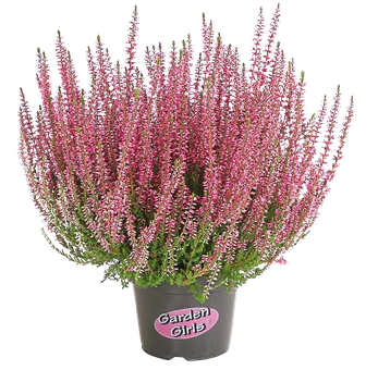 Kwiat Wrzos Garden Girls don 11cm szt widok 2
