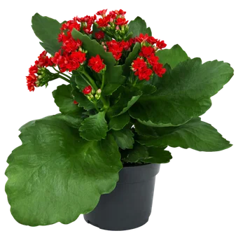 Kwiat Kalanchoe don 9cm szt widok główny 